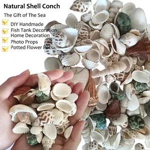 300g/400g Sea Shells Bulk Mixed Ocean Beach Seashells for Craf, Various Sizes Natural Sea Shell for Crafts, Home Decorations, Beach Theme Party, Wedding Decor, DIY Crafts, Crafting Shells