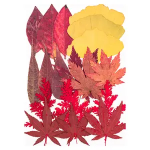 Natural Dry Flower Leaves for Art Craft Scrapbooking Jewelry Candle Making