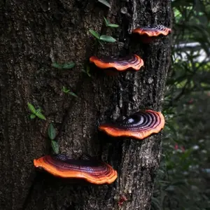 Realistic Reishi Mushroom Garden Decorations, Resin Craft Hanging Tree Ornaments, Villa Yard Decoration, Artificial Fungus Sculptures