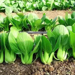 All Year Round Chinese Cabbage Seeds 1000pcs Non-GMO High 95% Germination Perfect for Every Season Heirloom & Sustainable Gardening Practices