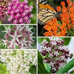 100 Milkweed Seeds for Monarch Butterflies Common, Showy, Butterfly and Rose Varieties Attracts Butterflies, Bees and Pollinators Heirloom Flower Seeds Wildflower Seed