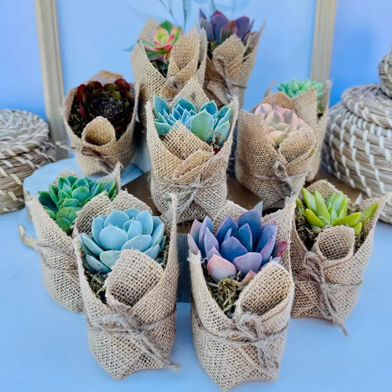 Succulent Favors in Burlap- Baby Shower Favors, Wedding and Party Favors
