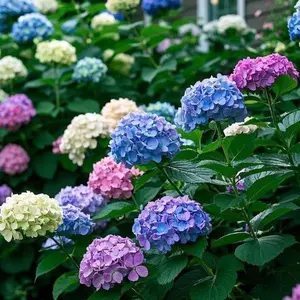 200 Pcs Mixed Color Hydrangea Seeds | Gorgeous Garden Flowers for Long-Lasting Color
