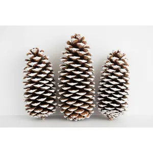 White Tipped X-Large Pinecones- 9-14"