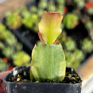 Variegated Christmas Cactus – Rare Schlumbergera – Colorful Collector Plant – Live Cactus