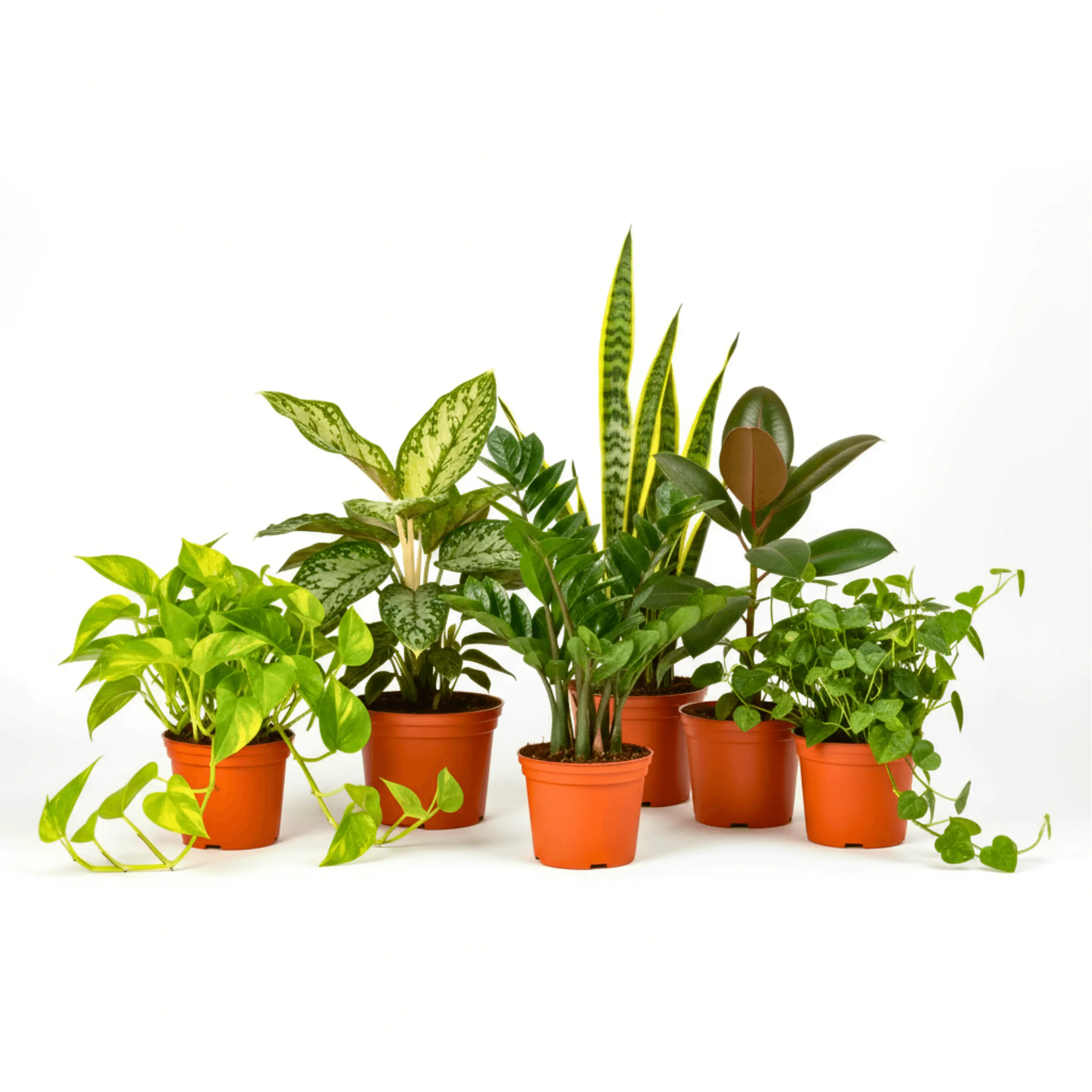 Low-Light Plant Subscription Box