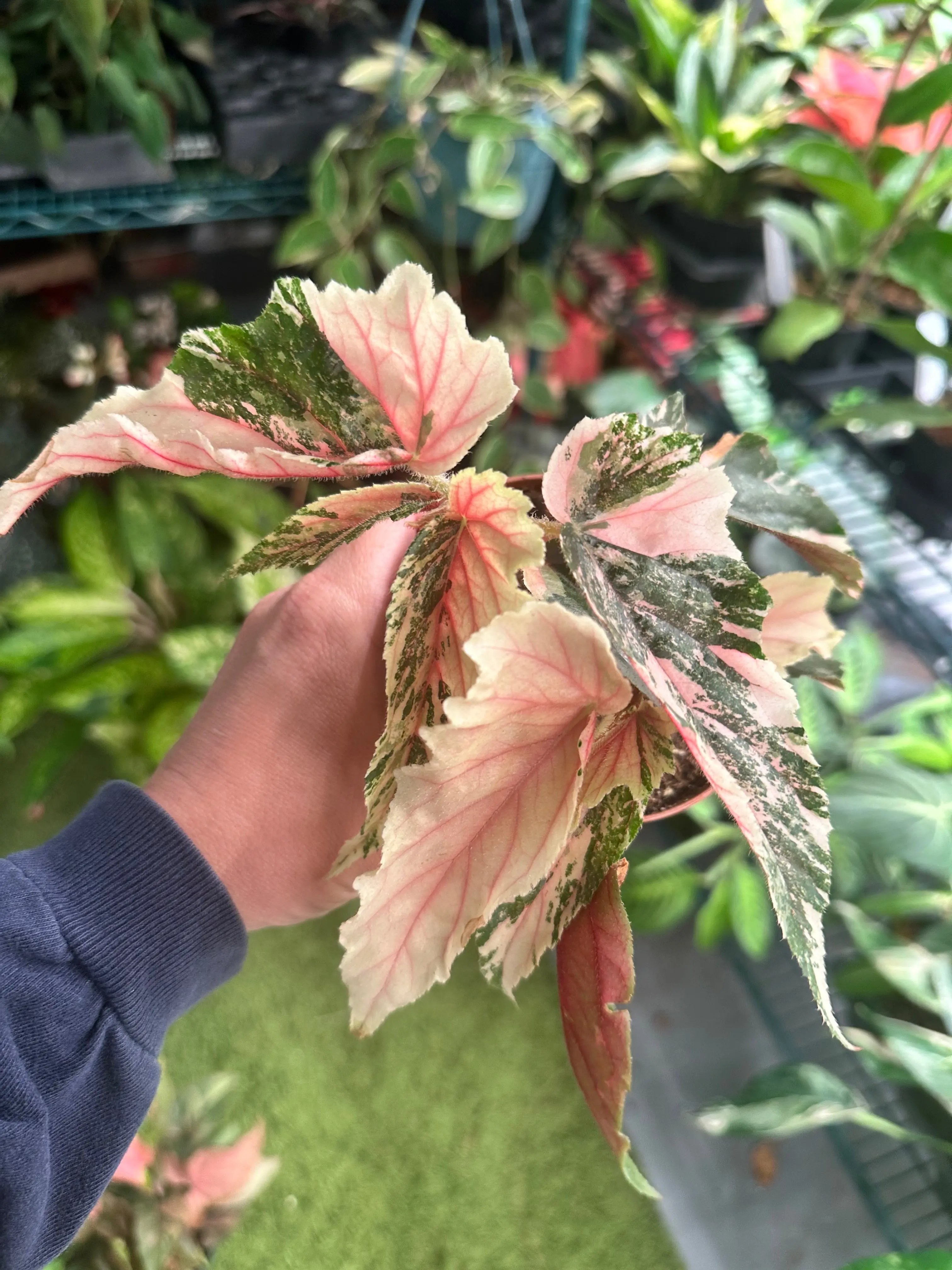 Begonia ‘Ginny galaxy’ high variegation - 4" pot