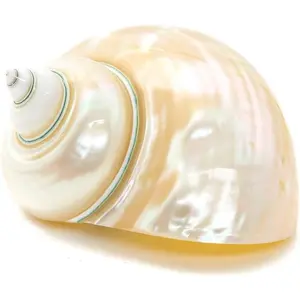 Hermit Crab Shells | Turbo Shells | White Pearl Jade Green Turbo Shell 3"-3.5" | Hermit Crab House for Décor | Plus Free Nautical eBook by Joseph Rains
