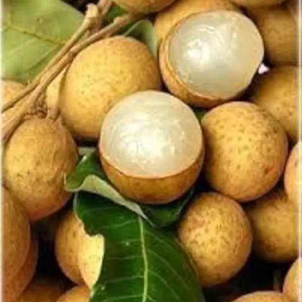 Air Layered Longan Fruit Tree, 2-3 ft Tall, 3-Gal Pot