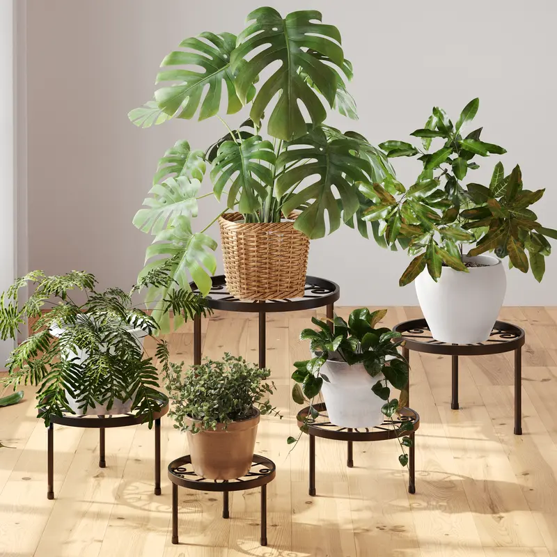blue marx philodendron 6” Monstera 'Burle Marx Flame' – Canopy Plant Co