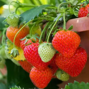 200pcs Cream Strawberry Seeds - Hardy Perennial Herb, Fall & Spring Planting, Vibrant Multi-Color Harvest (Red Strawberry)