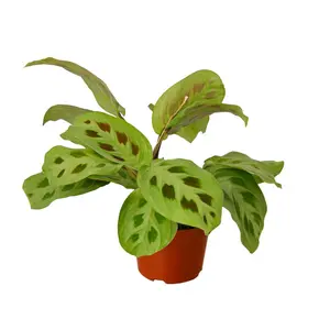 212 MAIN Maranta Leuconeura Variegated Tropical Live House Plant, 4 in. Pot, Potted Indoor Plant, Potted Indoor Plants