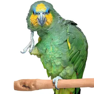 Super Bird Creations - Rattan Perch: Medium - for Pet Birds