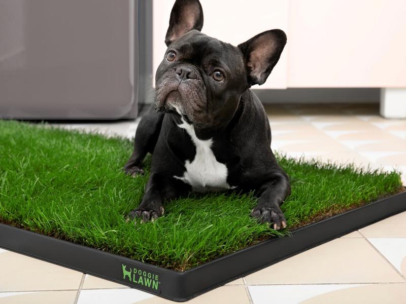 DoggieLawn Real Grass Potty Pad, Odor Neutralizing, Sustainable and Affordable - Pet Supplies