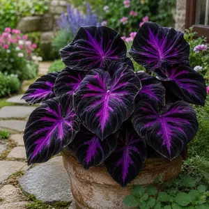 Hosta Seeds – 800 PCS Perennial Shade Garden Seeds for Borders, Under-Tree Planting, Walkways & Outdoor Landscapes