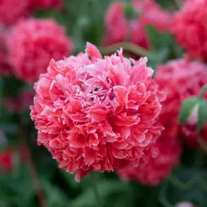 Salmon Peony Poppy Organic Seeds (Papaver paeoniflorum) – Lush, double-petaled salmon-colored blooms resembling peonies, perfect for cottage gardens.