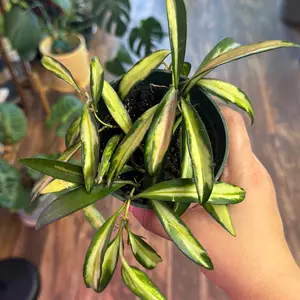Hoya Wayetii 4"