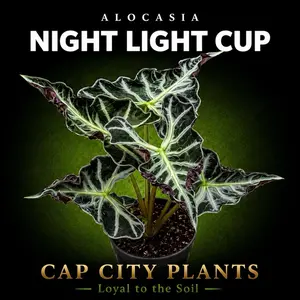 Alocasia Night Light Cup Tissue Culture