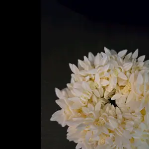 Gajara Hair Accessory - Classic White Design with No Additional Colors or Textures