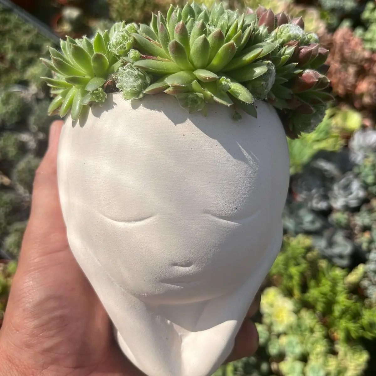 Sempervivum 'Bunny Girl' in Girl’s head pot