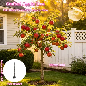 3-5 Year Old Apple Tree Seedling (Malus domestica) - 15-20 inches Tall Live Plant， Established Root System， Ready to Plant Outdoors for Home Garden
