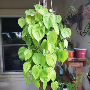 Philodendron Neon Cord - 6 Inch