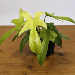 PLANTAMANI Philodendron Florida Ghost Mint - 6 inch pot Indoor Houseplant