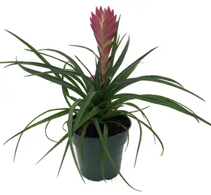 Hawaiian Pink Quill Plant - Exotic & Easy - Tillandsia - 4" Pot