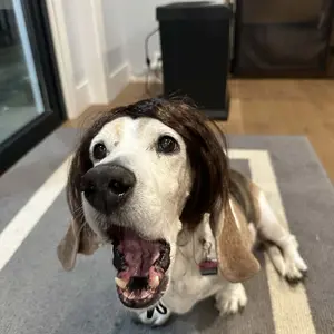 Dog Wig, Cute Puppy Pet Hair Accessories, Funny Pet Hair Decoration, Pet Costume Accessories for Party, Decorative Hair, Dog Wigs