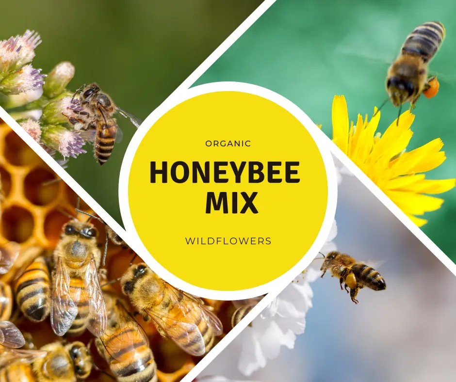 Organic Honeybee Wildflower Mix Seeds – 250+ Seeds for Pollinator Gardens, Honey Production, and Colorful Blooms