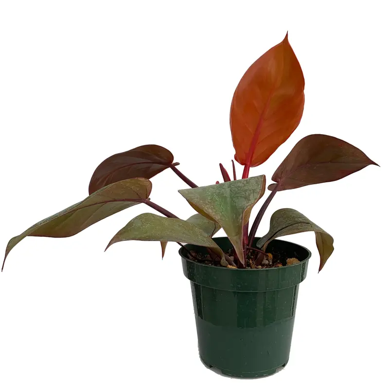 Philodendron paloraense (seedling) - TikTok Shop