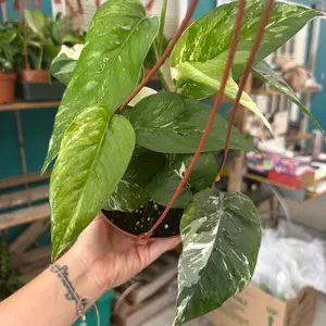 4” Epipremnum pinnatum Albo, live plant, indoor plant