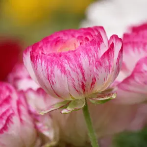 Ranunculus Picotee Pink Bulbs – Spring Flower Bulbs for Garden & Cutting  – Hand Picked Nursery