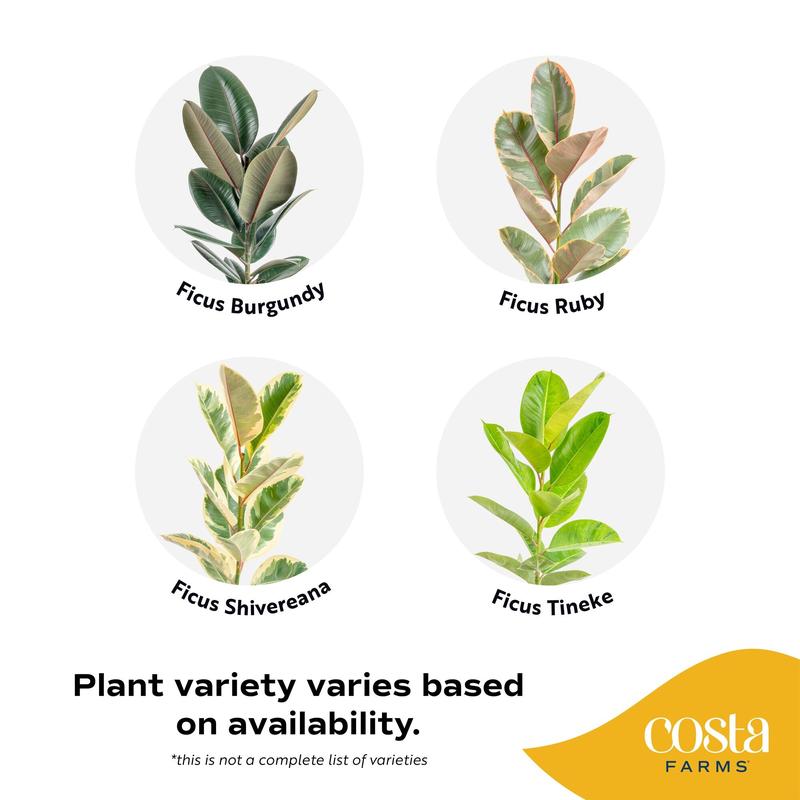 Grower's Choice Ficus Tree | large