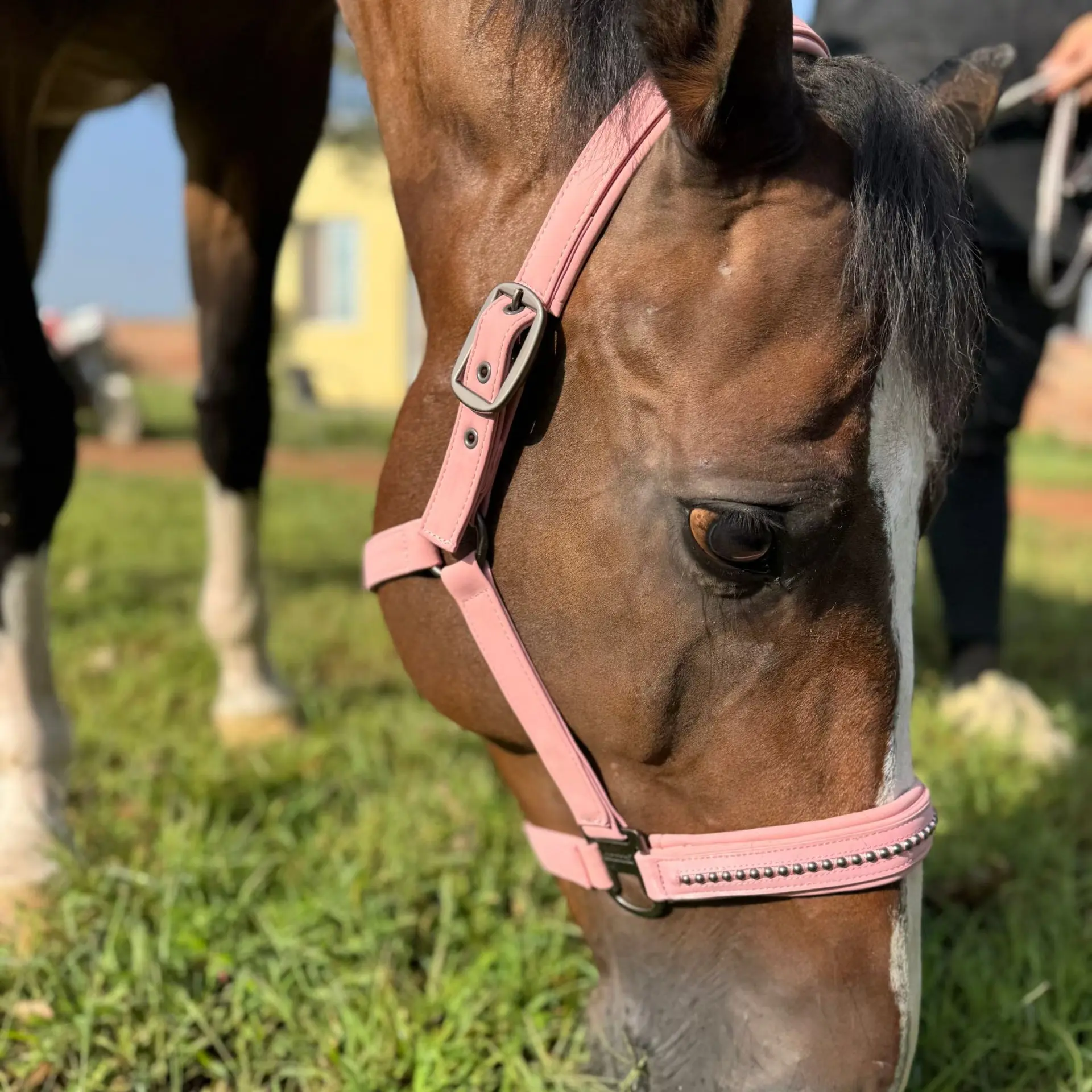 TGW RIDING Headcollar DOUBLEPIN SOFTSHELL PEARLS, Equestrian Horse Tack, Robust softshell surface, Tearproof webbing inside, Soft padding at nose and headpiece, Pin buckles on both sides, Adjustment at chin area, Inserted pearls at nose tape