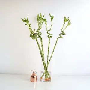 Lucky Bamboo Twists Water Plant- LARGE 36"