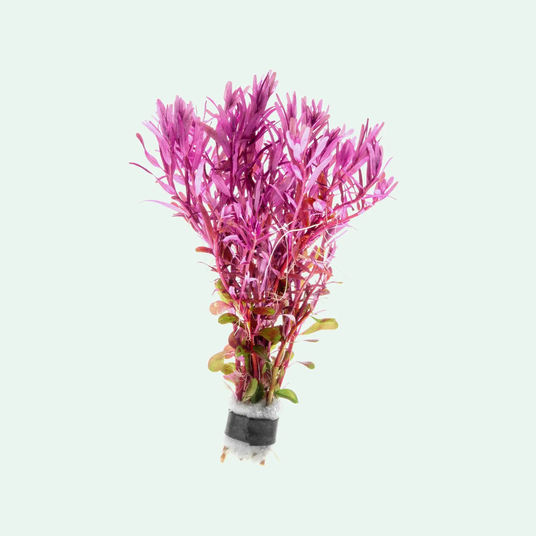Rotala Narrow Leaf Red