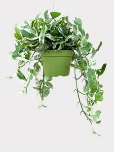 Pothos N-Joy