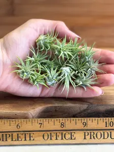 2 (TWO) Tillandsia Ionantha Small Size Air Plant in Natural Green Color, Ideal for Terrariums, Indoor Use, No Soil, Bright Indirect Light