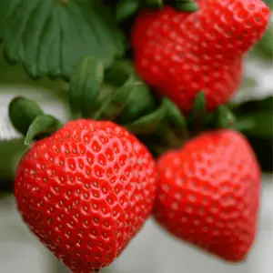 Flavorfest Strawberry Roots | Bare Root Plants for Gardening | June-Bearing High-Yield Variety | Sweet Aromatic Berries, Disease Resistant Non-GMO, Cold Hardy, USDA Zones 4-8