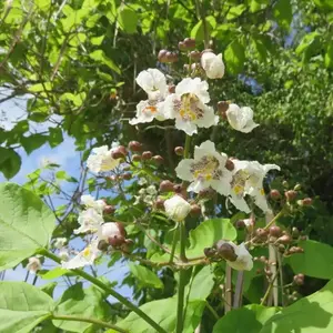 Cultivating Catalpa Tree seeds 4 pack x 70 Seeds Cigar Tree Seeds for Planting Tree Flowers