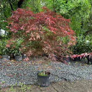 Acer 'Tamukeyama' - Jap. Maple