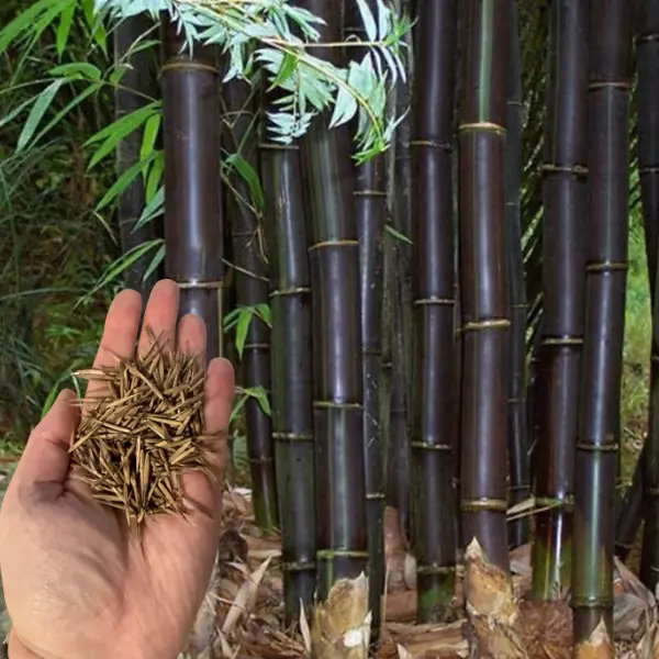 50 Black Phyllostachys Mugra Bamboo Seeds