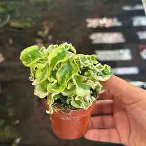 Devils backbone variegated 3 inch plant