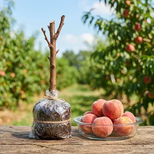 Live Peach Tree Sapling, Fruiting Variety, Perfect for Yard Planting & Potted Cultivation, 17–19 Inches Tall, Robust Premium Seedling.