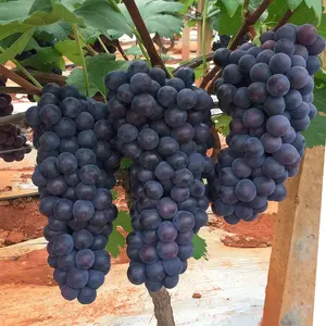 Concord Grape Vine Tree Seedling – Sweet Purple Grapes for Home Orchard, Easy Care Fruit Plant for Backyard, Patio & Vertical Growing Support