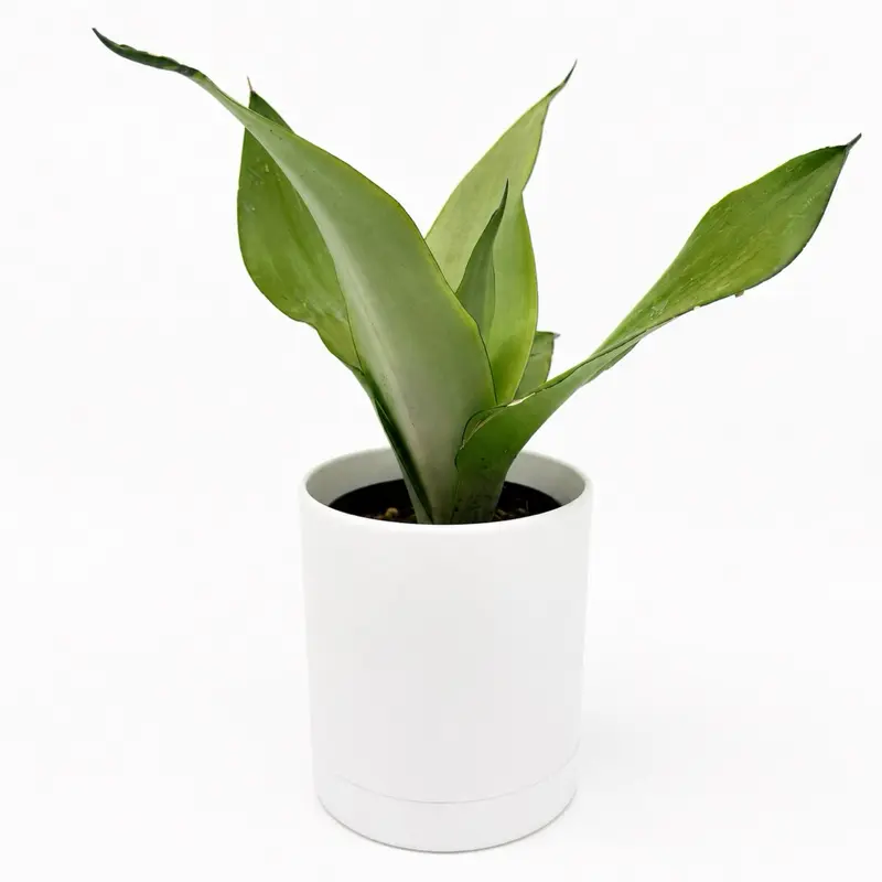 Sansevieria Moonshine 4" Pot Silver Snake Plant Low Indoor House Plant for Home Decor Sleek Design Compact Size Air-Purifying Silver-Green Leaves