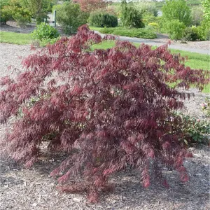 Inaba Shidare Weeping Japanese Maple