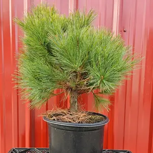 Shaggy Dog Eastern White Pine