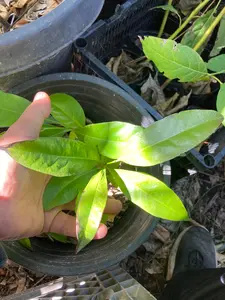 Diospyros nigra, Black sapote seedling (chocolate pudding fruit) Zapote Prieto